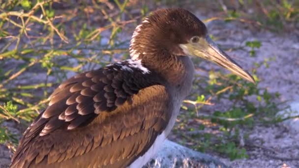 Een Jonge Nazca Booby Bird Galapagos Eilanden Ecuador — Stockvideo