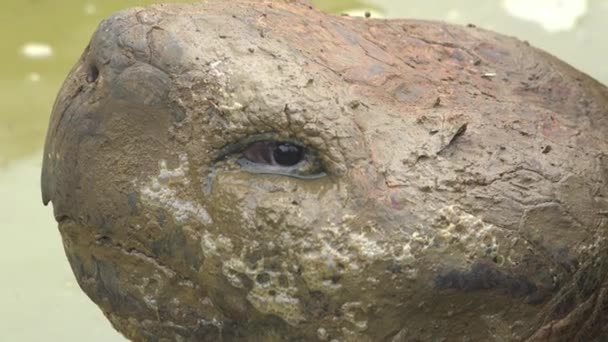 Extreme Close Van Het Modderige Gezicht Van Een Reuzenlandschildpad Galapagos — Stockvideo