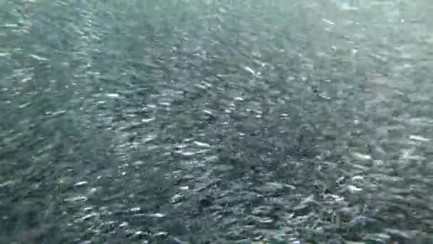 Підводні Кадри Величезної Кулі Приманки Якорів Психоделічних Візерунках — стокове відео