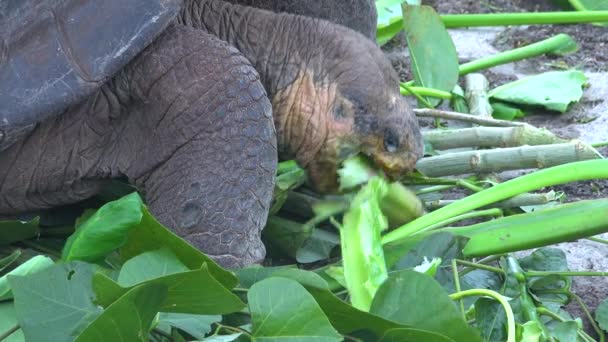 Kara Kaplumbağaları Puerto Ayora Galapagos Ekvador Daki Charles Darwin Araştırma — Stok video