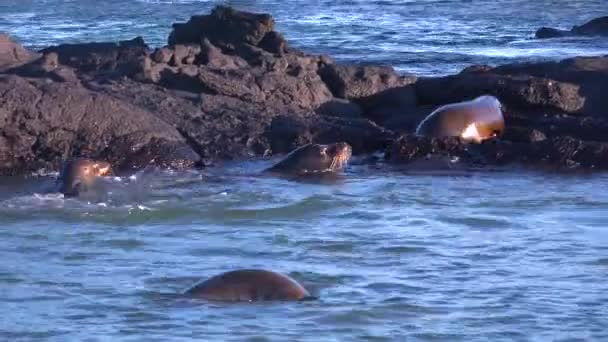 Lwy Morskie Igrają Bawią Się Wodach Wysp Galapagos — Wideo stockowe
