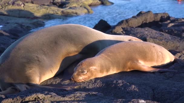 Deniz Aslanları Galapagos Adaları Ekvador Bir Sahilde Uyur — Stok video