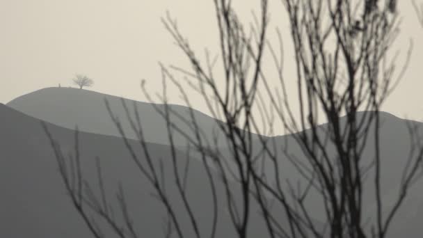 Сожженные Кусты Кусты Костра Томас Двумя Деревьями Ventura Города Ориентир — стоковое видео