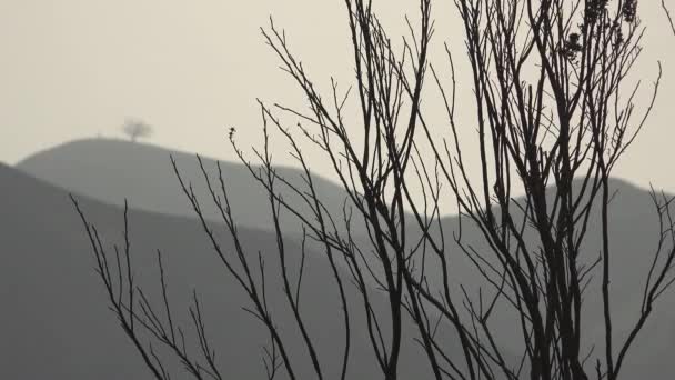 Verbrand Struiken Struiken Van Het Thomas Vuur Met Twee Bomen — Stockvideo