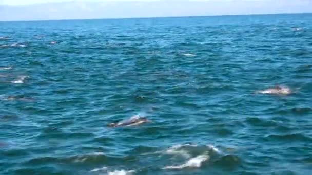 Miles Delfines Migran Una Vaina Masiva Través Del Parque Nacional — Vídeos de Stock