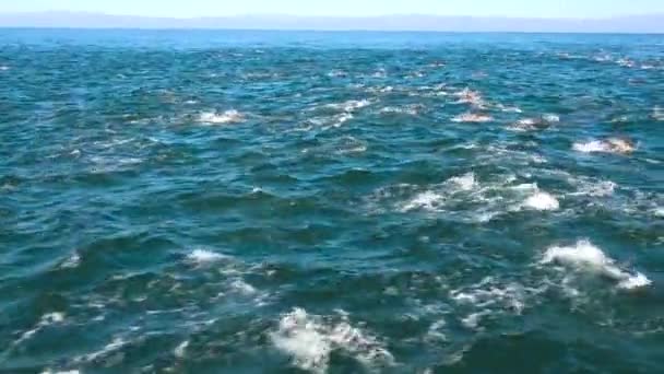 Tausende Delfine Wandern Einer Riesigen Schote Durch Den Nationalpark Der — Stockvideo