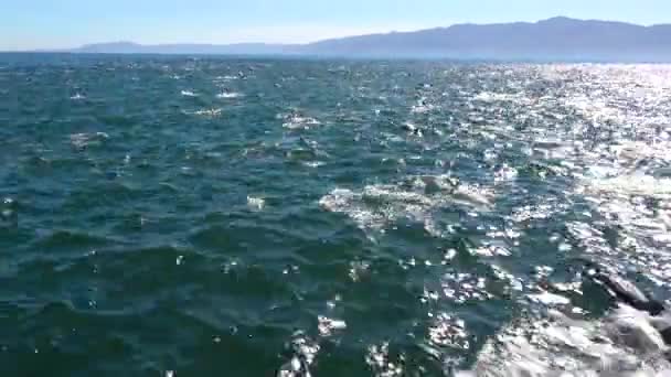 数以千计的海豚成群结队地穿过海峡群岛国家公园 — 图库视频影像