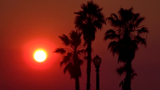 Coucher Soleil Derrière Les Palmiers Los Angeles Californie — Video