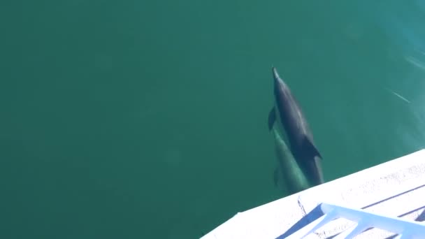 Beautiful Shots Dolphins Swimming Bow Ship Boat Moving Water — Stock Video