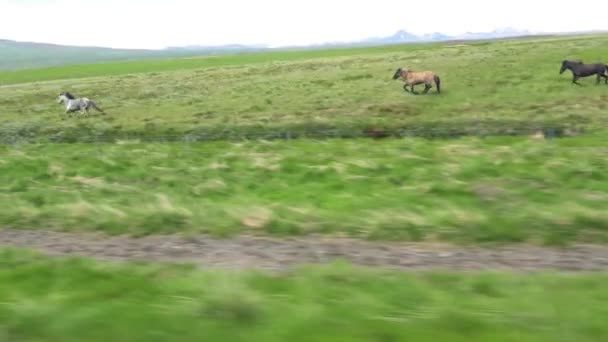Красивый Путешествующий Снимок Исландских Пони Пони Бегущих Сельской Местности Исландии — стоковое видео
