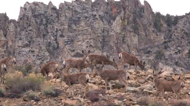 Ciervos Hembras Juveniles Pastan Una Colina Las Montañas Del Este — Vídeos de Stock