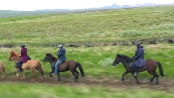 Bela Viagem Tiro Cavalo Pônei Islandês Cavaleiros Campo Islândia — Vídeo de Stock