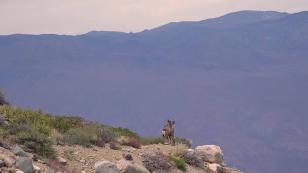 Dos Ciervos Hembras Mula Paran Precipicio Alto Las Montañas Sierra — Vídeo de stock
