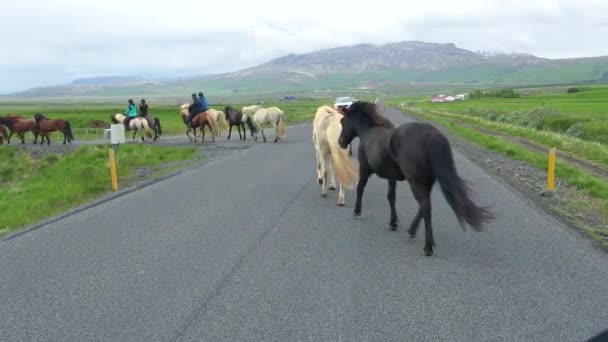 アイスランドのポニー馬とライダーはアイスランドの道路を横断します — ストック動画