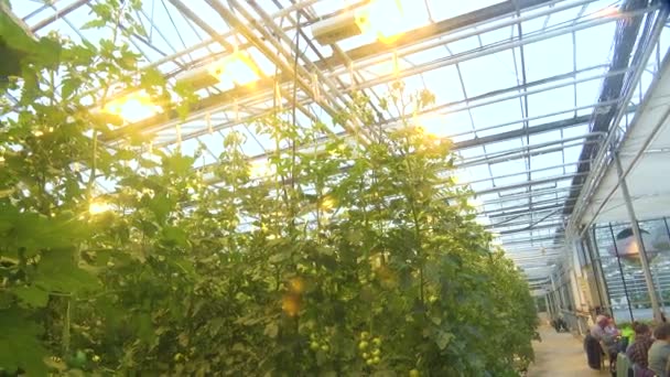 室内拍摄冰岛温室 用地热热水与游客一起在餐厅种植水果和蔬菜 — 图库视频影像