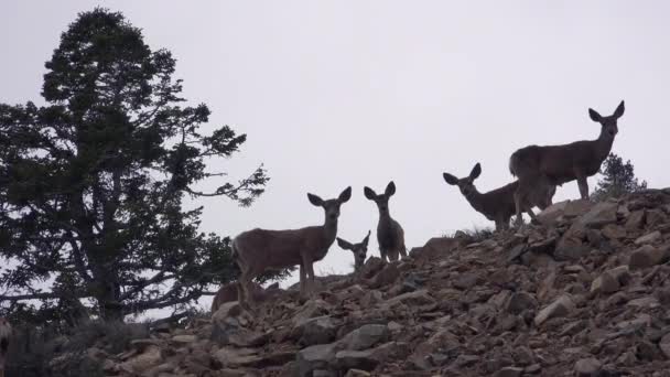 Cervos Fêmeas Juvenis Mula Estão Alerta Uma Encosta Nas Montanhas — Vídeo de Stock