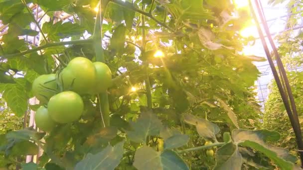 Interior Establishing Shot Iceland Greenhouse Using Geothermal Hot Water Grow — Stock Video