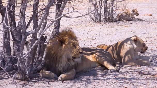 Ein Löwenstolz Sitzt Auf Safari Etosha Nationalpark Namibia Den Savannenebenen — Stockvideo