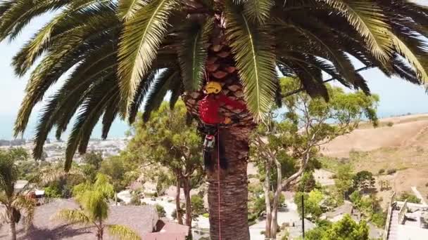 Luchtfoto Van Een Boom Trimmer Snijdende Palm Boom Loof Een — Stockvideo