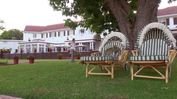 Обезьяны Играют Лаконичной Мебели Территории Элегантного Роскошного Отеля Victoria Falls — стоковое видео