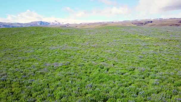 Zlanda Nın Güney Dağlarında Büyüyen Geniş Lupin Çiçekleri Üzerindeki Havadan — Stok video