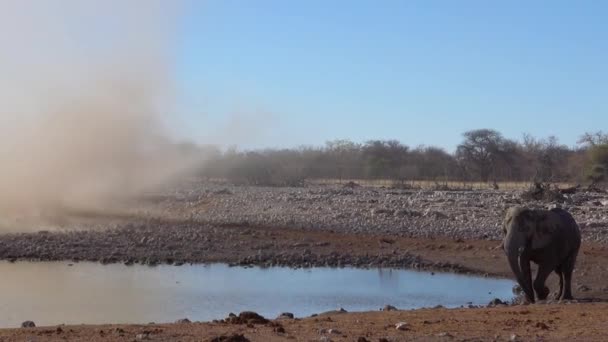 Двох Африканських Слонів Ловлять Пиловому Диявольському Торнадо Водоймі Сухій Посушливій — стокове відео