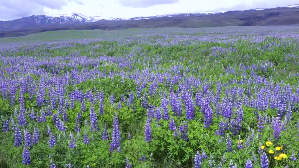 Fialové Lupinové Květy Rostou Drsné Sopečné Krajině Islandu — Stock video