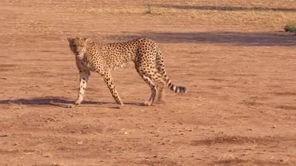 Cheetah Walks Hunts Savannah Plains Africa Safari Shot — Stock Video
