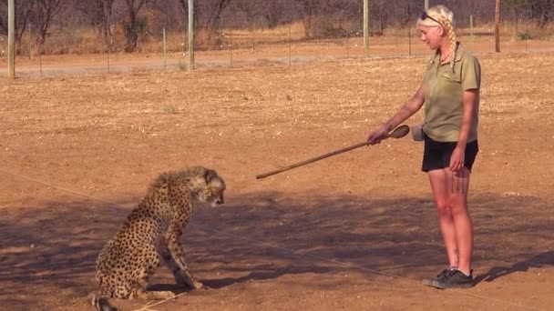 Une Formatrice Forme Guépard Aide Bâton Dans Centre Conservation Réhabilitation — Video