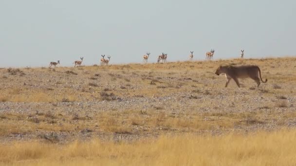 Egy Nőstény Oroszlán Vadászik Afrika Szavannai Síkságán Springbok Antiloppal Körülvéve — Stock videók