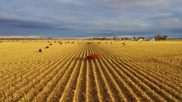 Hermosa Antena Drones Sobre Campos Agrícolas Con Vacas Atardecer Nebraska — Vídeos de Stock