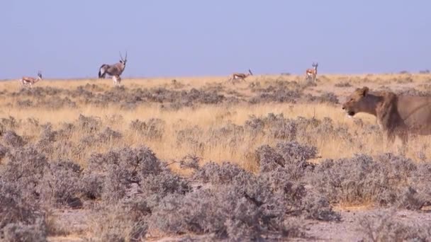 一只雌性狮子在非洲的草原上捕猎 到处都是春天的羚羊 — 图库视频影像