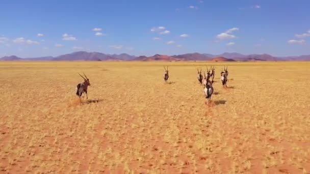 Verbazingwekkende Antenne Kudde Oryx Antilopen Wild Snel Lege Savanne Vlakten — Stockvideo