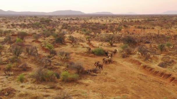 Letecký Letoun Nad Obrovským Rodinným Stádem Afrických Slonů Pohybujících Křovím — Stock video