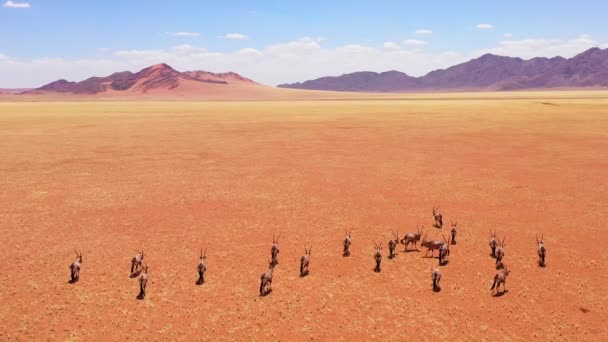 Flyg Över Hjord Oryx Antiloper Vilda Djur Promenader Över Torra — Stockvideo