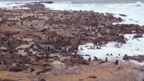 Milhares Focas Filhotes Reúnem Uma Praia Atlântica Reserva Selo Cabo — Vídeo de Stock