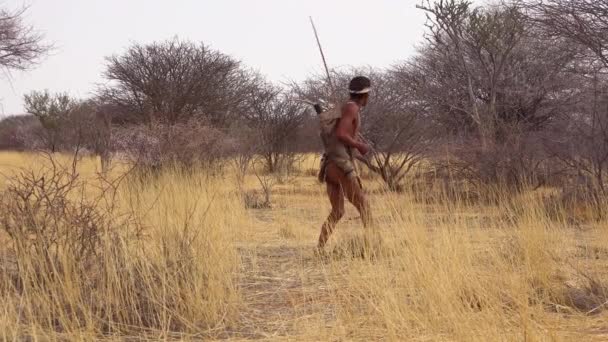 Cazador Arbustos Tribu San Namibia África Camina Quieto Huele Aire — Vídeos de Stock