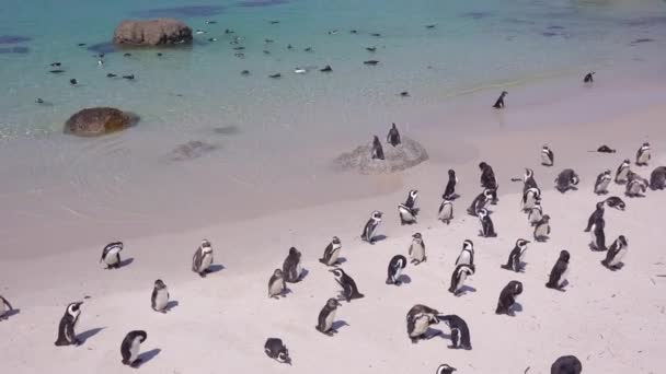 Dezenas Pinguins Pés Pretos Sentados Uma Praia Cabo Boa Esperança — Vídeo de Stock