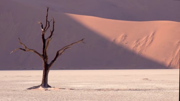 Incríveis Árvores Mortas Silhuetas Amanhecer Deadvlei Sossusvlei Parque Nacional Namib — Vídeo de Stock