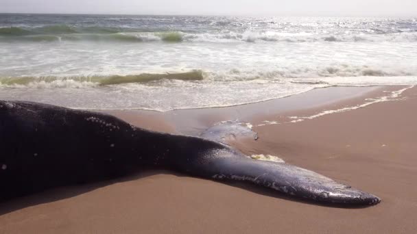 Dead Humpback Whale Lying Abandoned Beach Atlantic Ocean Skeleton Coast — Stock Video