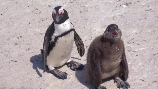 Idiota Preto Pinguim Mãe Chorando Bebê Uma Praia Cabo Boa — Vídeo de Stock