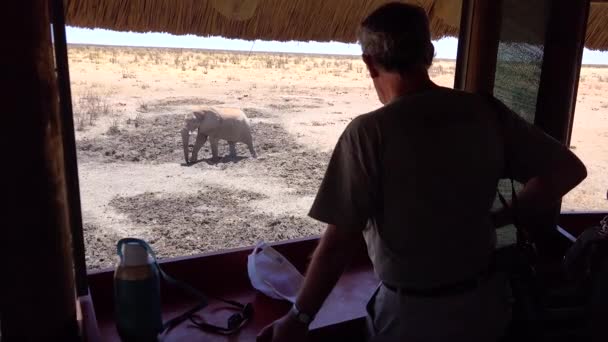 Turisti Guardano Fuori Cieco Parco Giochi Safari Fauna Selvatica Elefante — Video Stock
