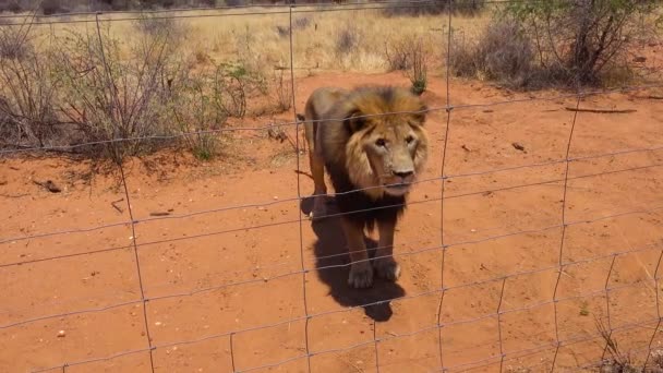 怒り狂ったライオンはアフリカの野生動物公園ではほとんど生肉ではありません — ストック動画