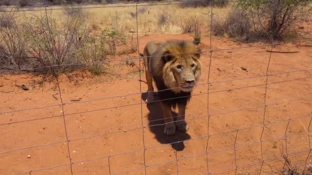 Los Leones Enojados Agresivos Son Poca Carne Cruda Parque Vida — Vídeos de Stock