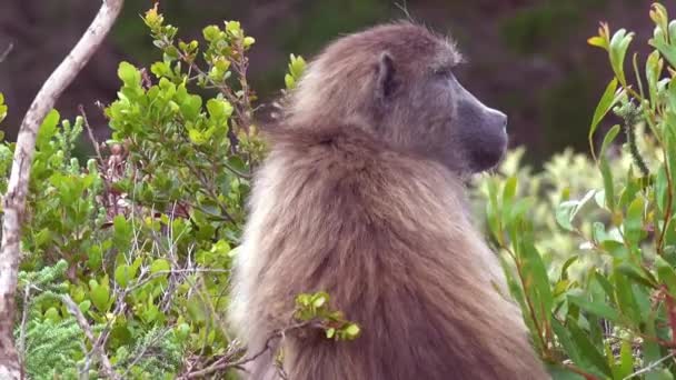一只成年狒狒转过头 肩头环视丛林探险的可爱镜头 — 图库视频影像