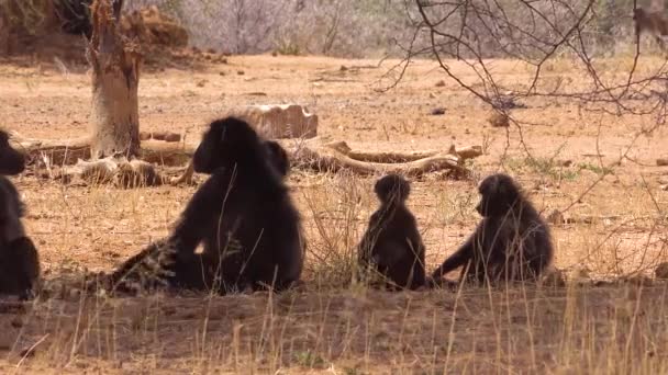Grupo Babuinos Sientan Bajo Árbol África Disfrutan Sombra — Vídeos de Stock