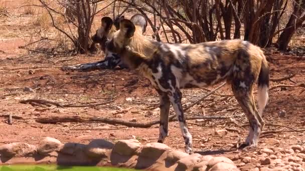絶滅の危機に瀕しているアフリカの野生の犬は アフリカのナミビアでサバンナを歩き回っています — ストック動画