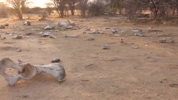 Döda Skelettet Efter Pocherad Afrikansk Elefant Sitter Afrikas Torra Slätter — Stockvideo