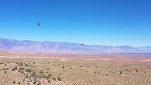 Buitres Turquía Vuelan Sobre Valle Owens Con Fondo Las Montañas — Vídeos de Stock