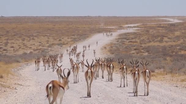 Springbock Gazellenantilopen Wandern Auf Einem Feldweg Durch Die Afrikanische Savanne — Stockvideo